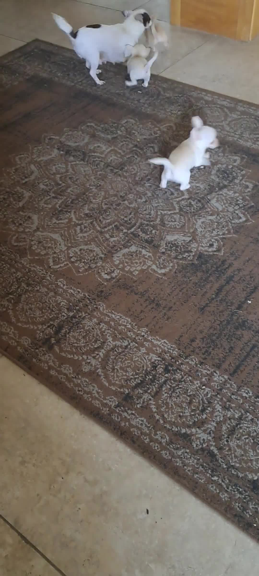 Chihuahua dogs for sale: 4 beautiful Chihuahua pups - Video 3