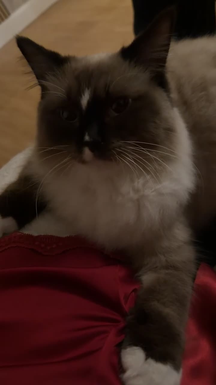 Ragdoll cats for sale: Ragdolls for sale to a LOVING home - Video 1