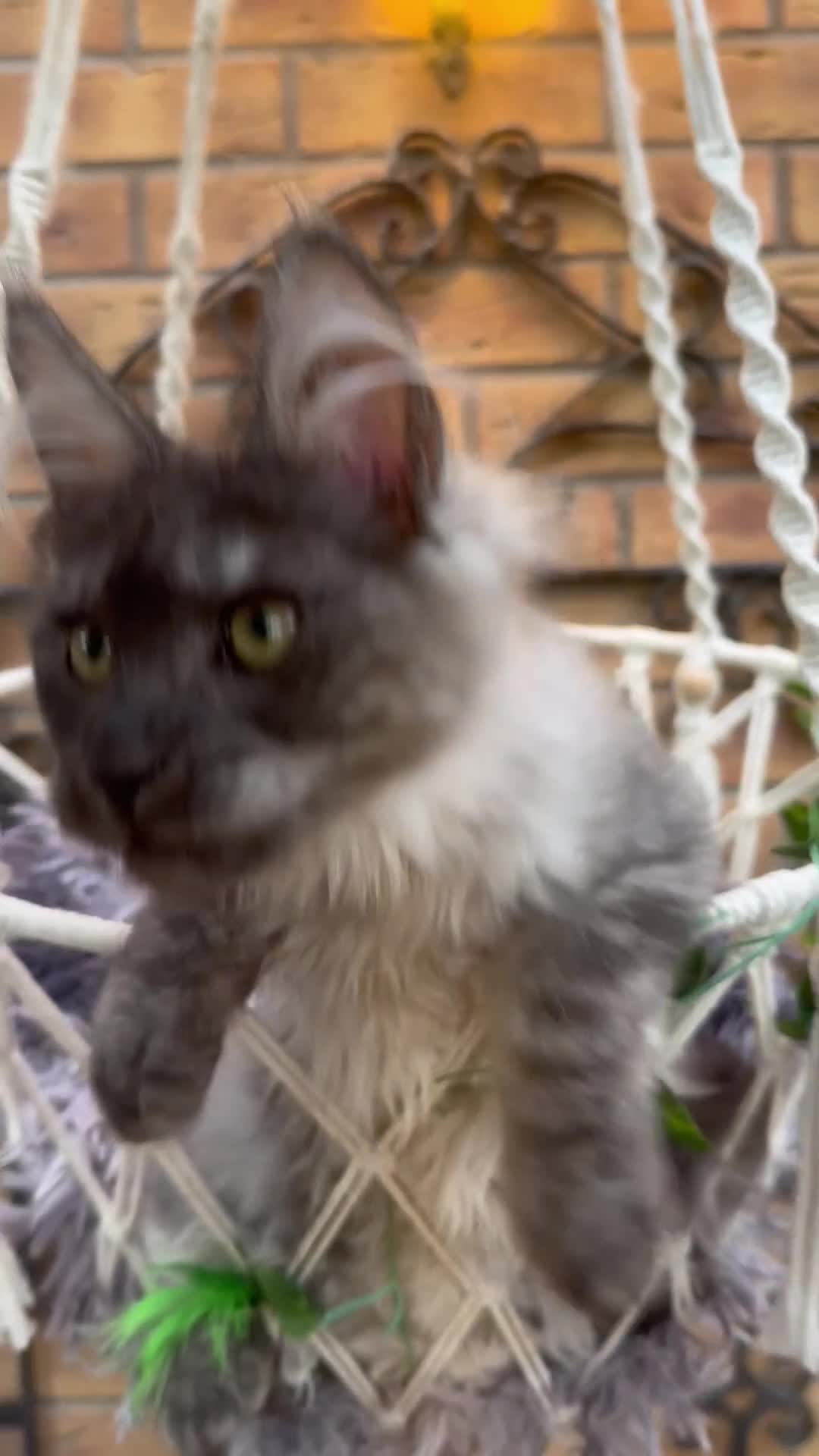 Maine Coon cats for sale: Exceptional pedigree MaineCoons - Phantom & Sprite - Video 2