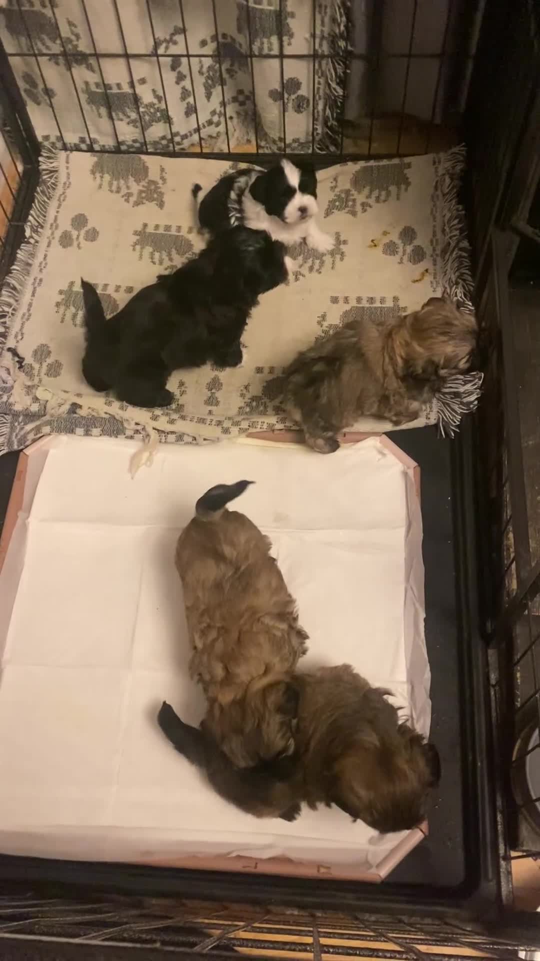 Shih Tzu dogs for sale: pure breed shih tzu puppy , only 1 left - Video 1