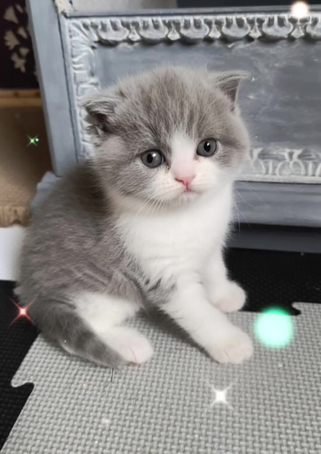 British Shorthair cats for sale: Magnificent litters Vs Outsdanding champion lines. - Video 1