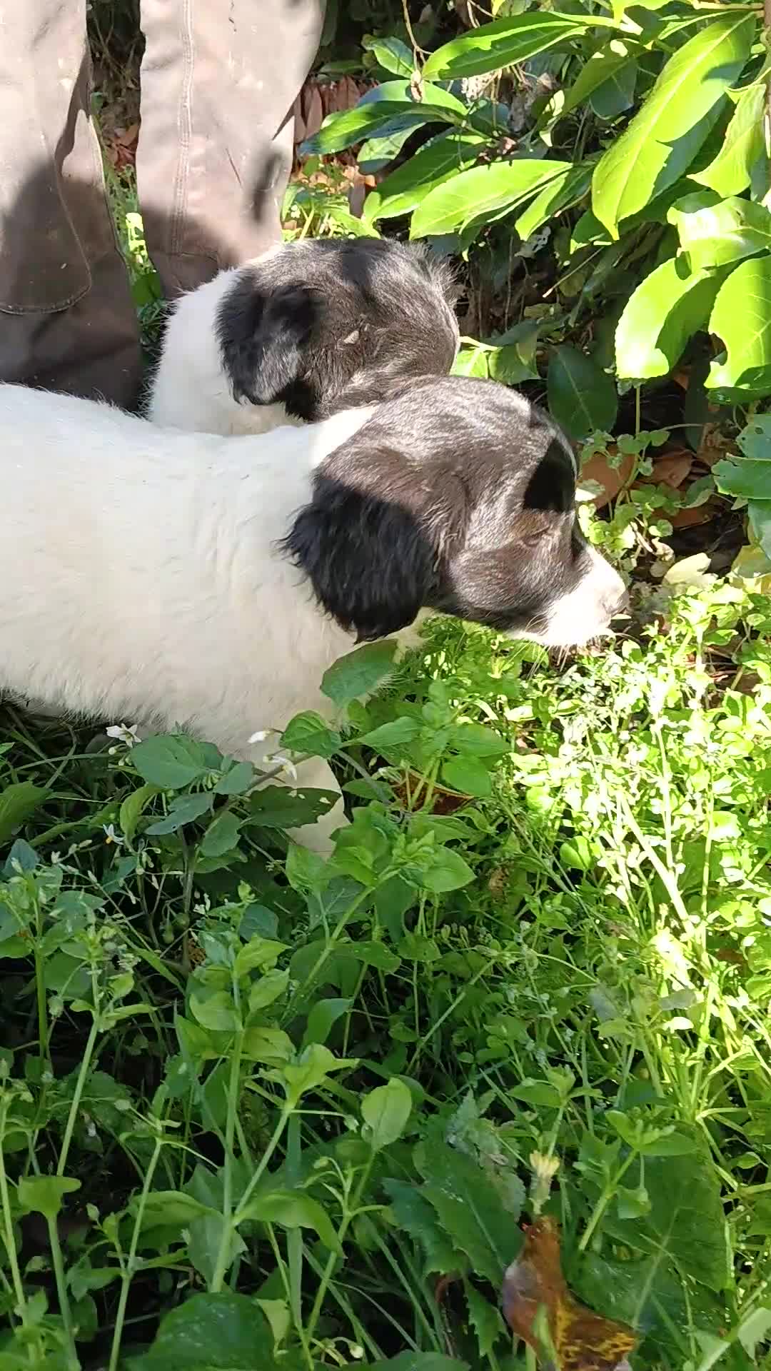 Mixed Breed dogs for sale: Three Springer Spaniel cross Puppies  - Video 1