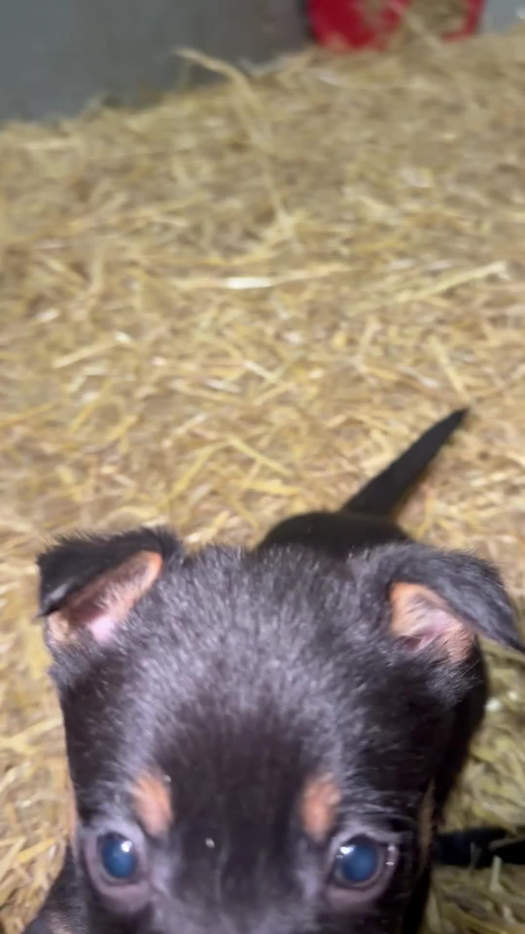 Mixed Breed dogs for sale: kelpie/blue heelers - Video 5