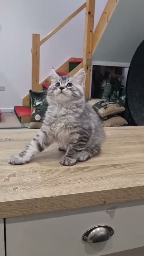 Maine Coon cats for sale: XXL Stunning TICA Reg Kitten - Champion Bloodlines - Video 2