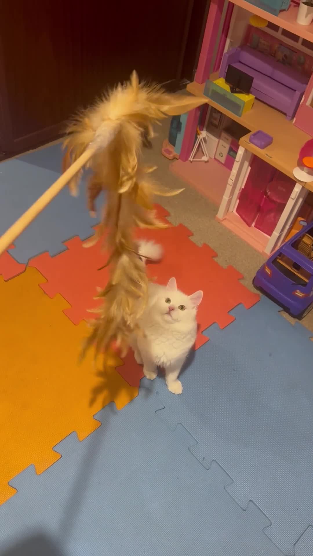 Domestic Shorthair cats for sale: White domestic shorthair  - Video 1