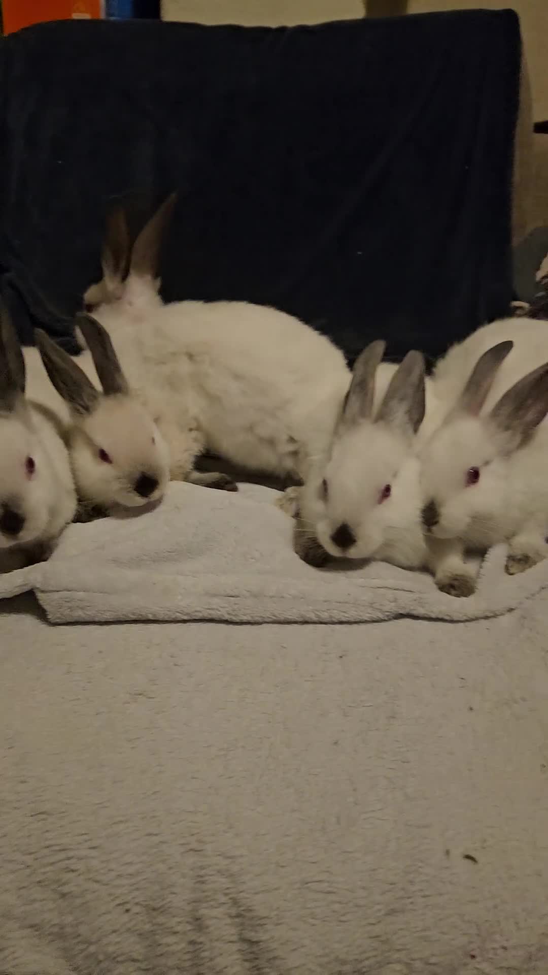 Californian rabbits for sale: Californian bunnies - Video 1