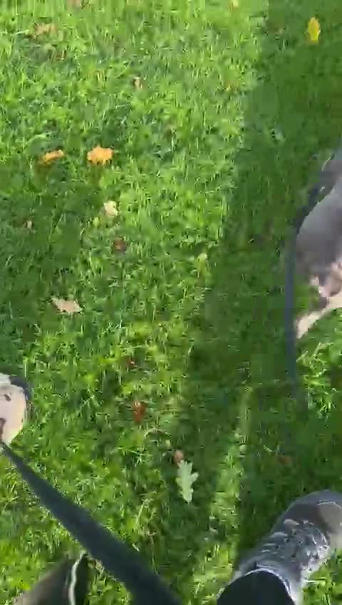 Mixed Breed dogs for adoption: 💖ELVA -a Sweet Frenchie Rescued From Starvation💖 - Video 4