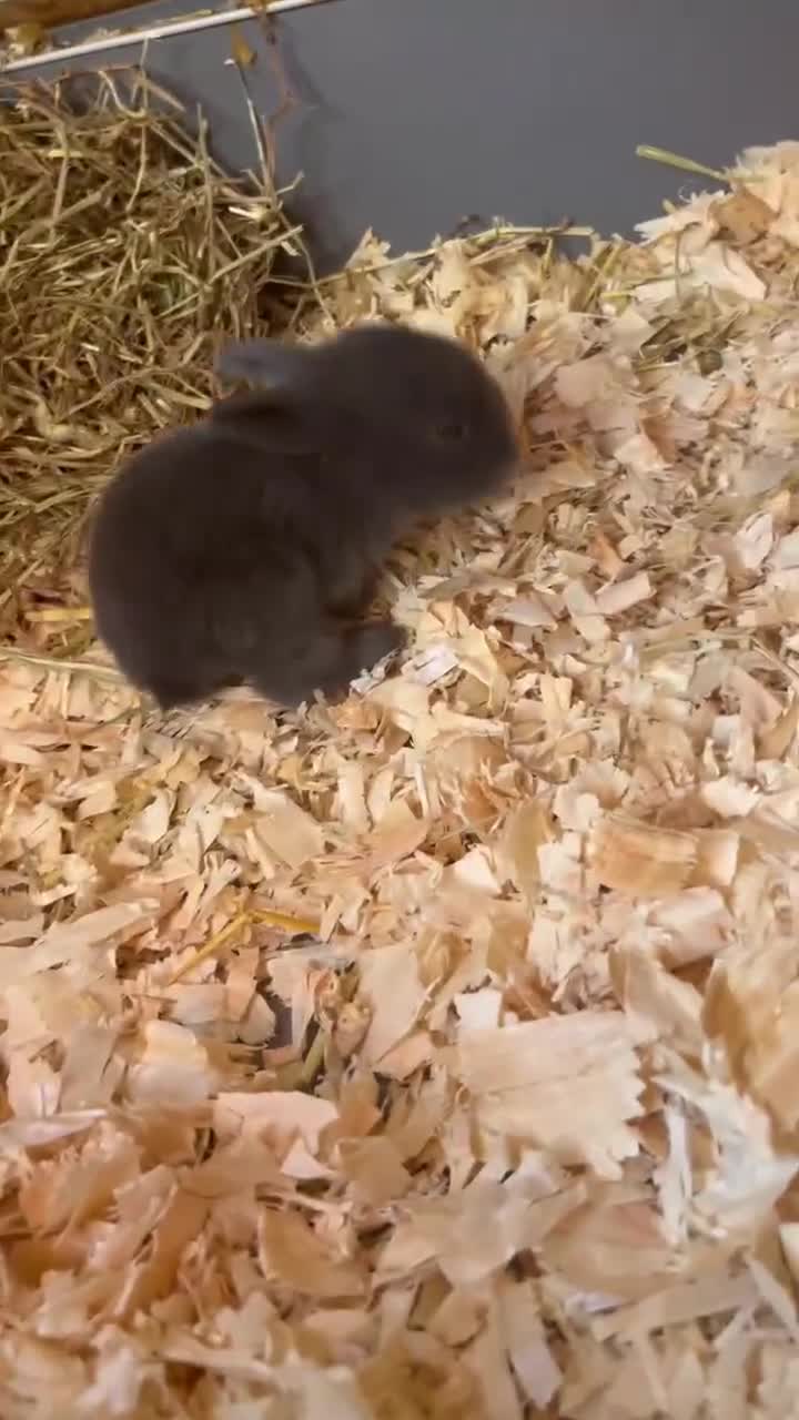 Dwarf Lop rabbits for sale: Mini lop babies - Video 2