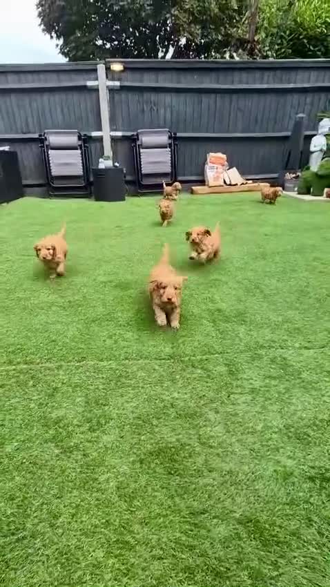 Cockapoo dogs for sale: 😍 STUNNING F1 cockapoos 😍 2 BOYS LEFT - Video 5