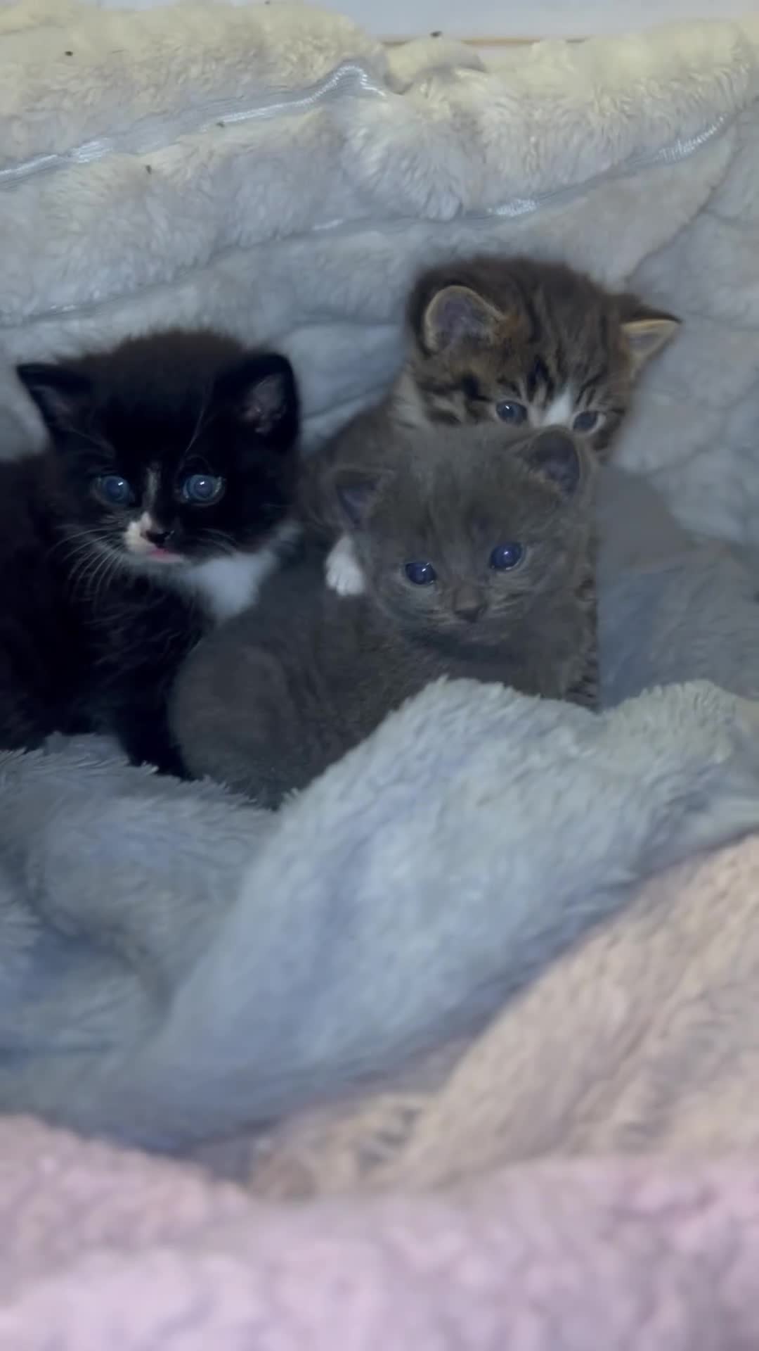 Mixed Breed cats for sale:     ✨ Stunning Longhair Kittens – Walter & Ted ✨  in Weston-super-Mare - Video 2