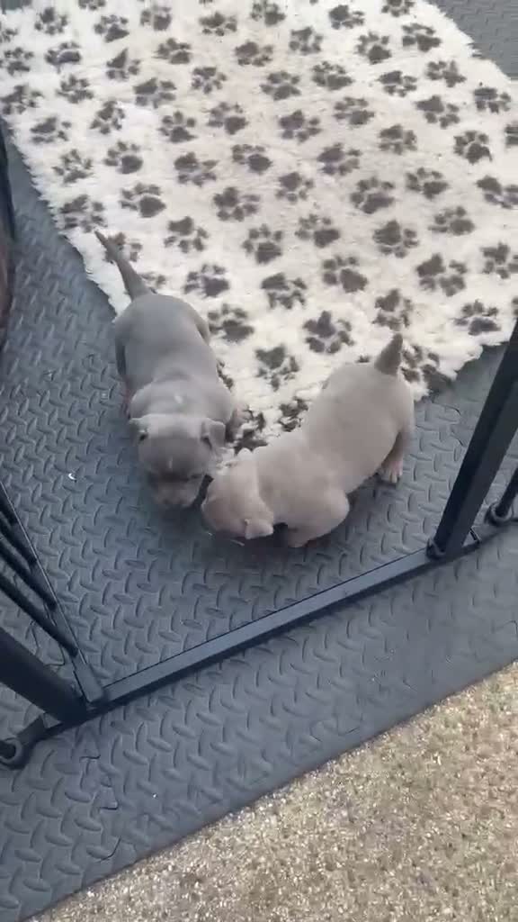 American Bully dogs for sale: POCKET BULLYS PUPPY’S FOR SALE in Bromley - Video 1