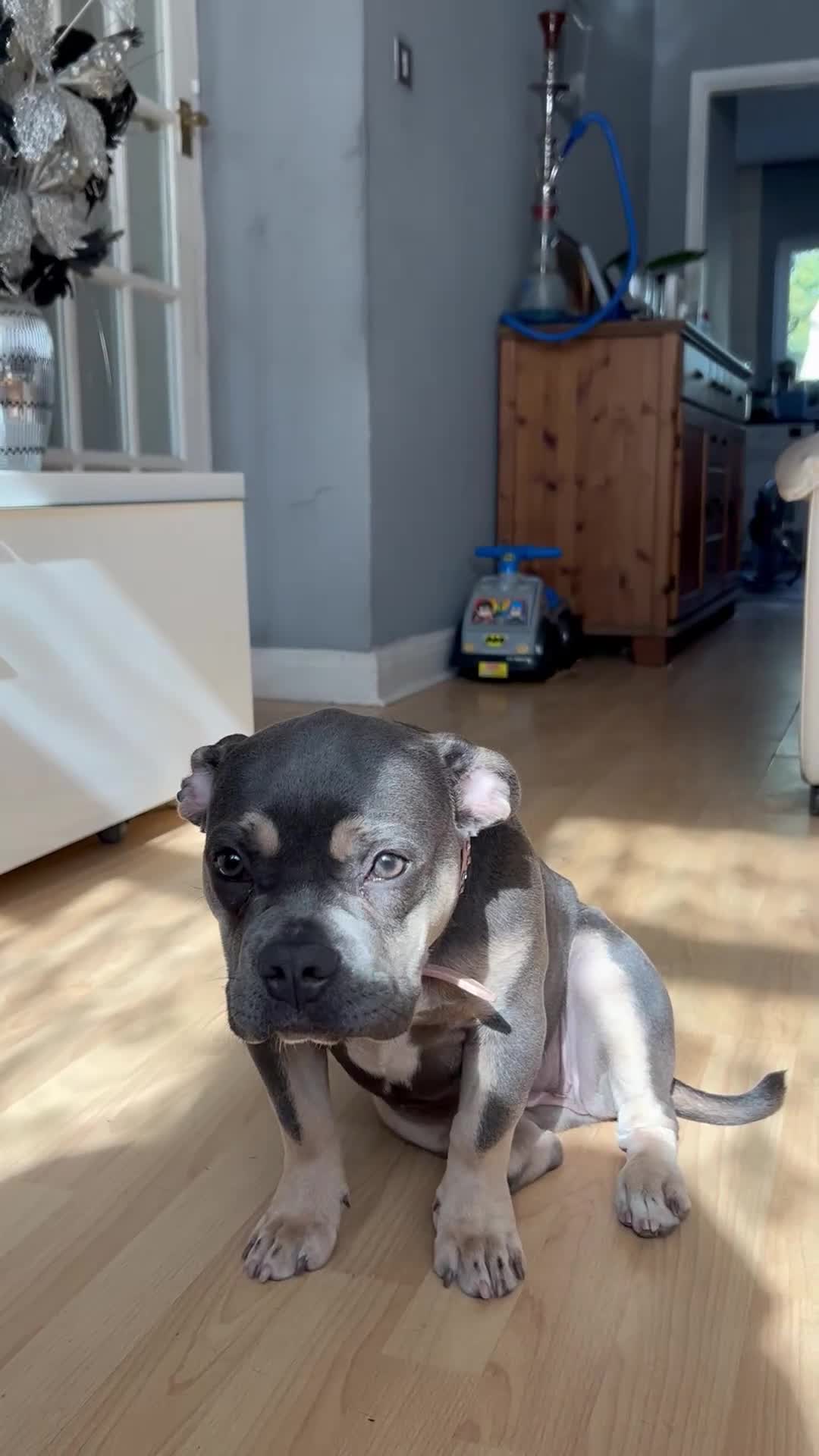 French Bulldog dogs for sale: Female lilac and tan French bulldog  - Video 1