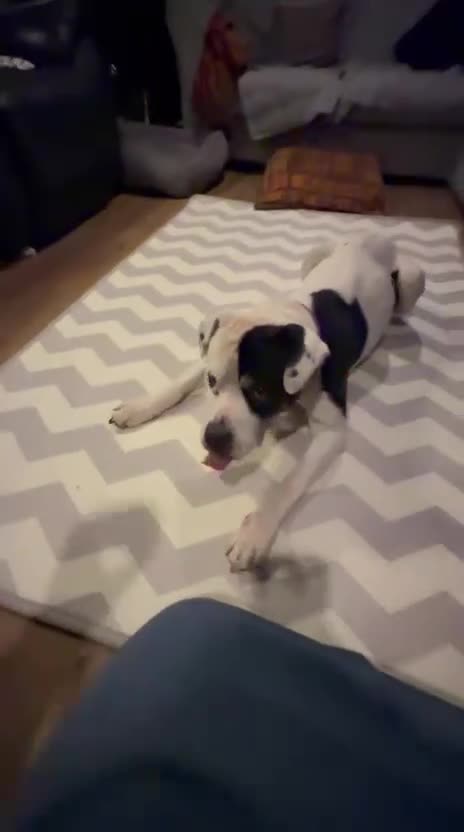 Mixed Breed dogs for adoption: 💙Ghost💙 12 yo rescued from horrific conditions - Video 3