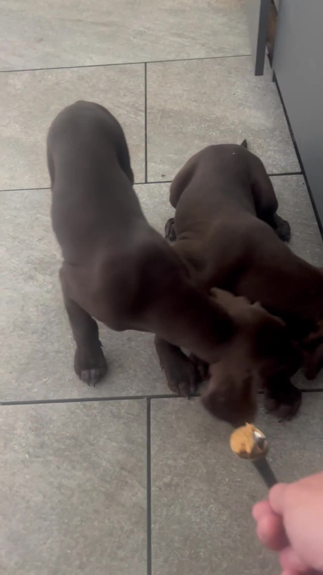 German Shorthaired Pointer dogs for sale: German Shorthaired Pointer Puppies - Video 1