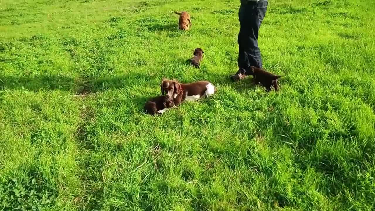 Sprocker dogs for sale: Sproker spaniel pups  - Video 1
