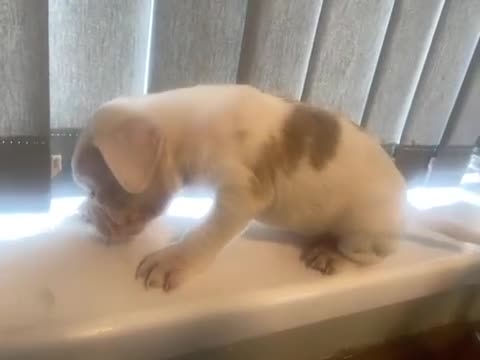 Mixed Breed dogs for sale: Super adorable puppies  - Video 4