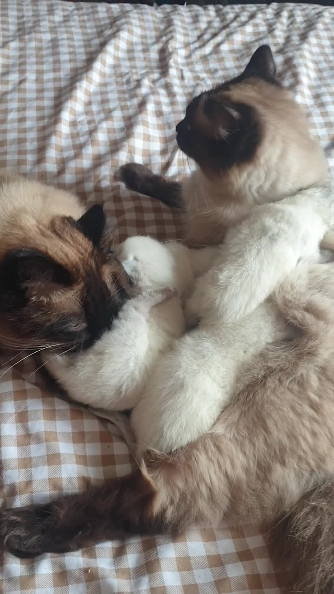 Ragdoll cats for sale: Ragdoll fluffy kittens x 4 chocolate seal point - Video 2