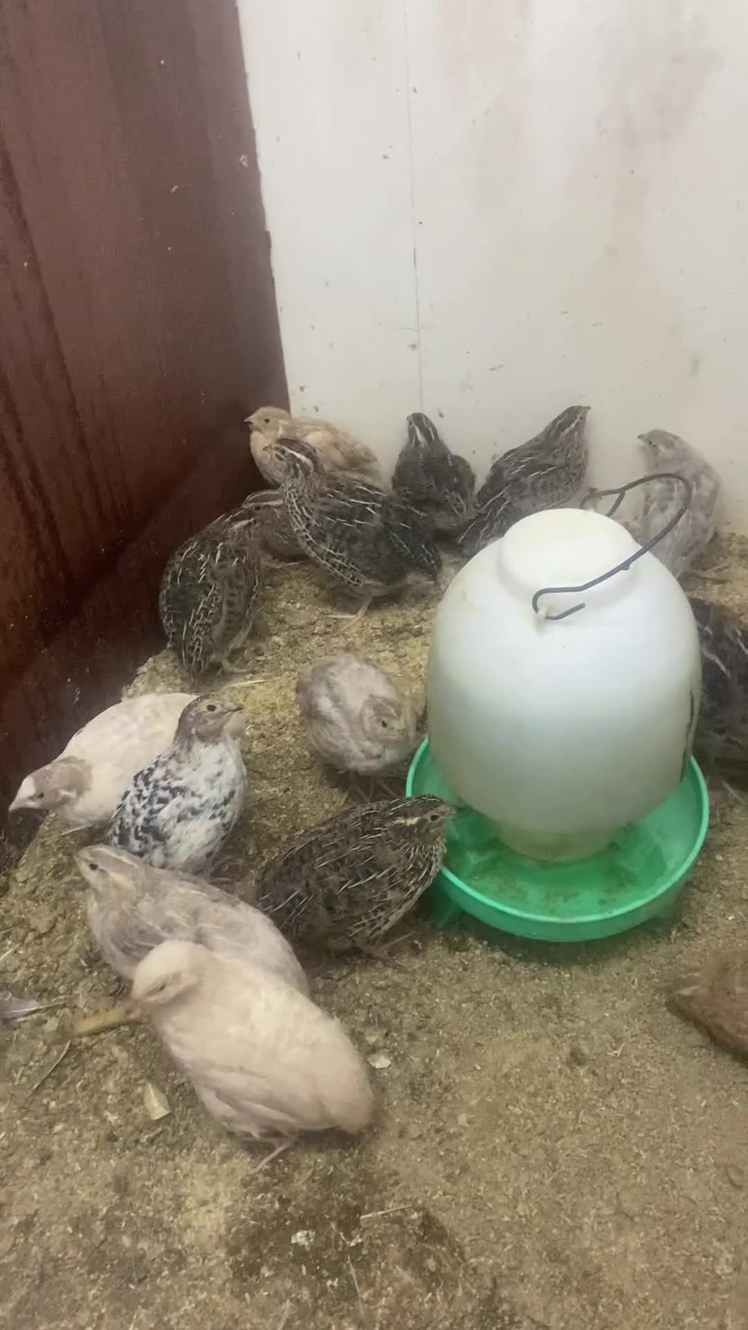 Quail poultry for sale: Chinese painted quail and Japanese quail  - Video 2