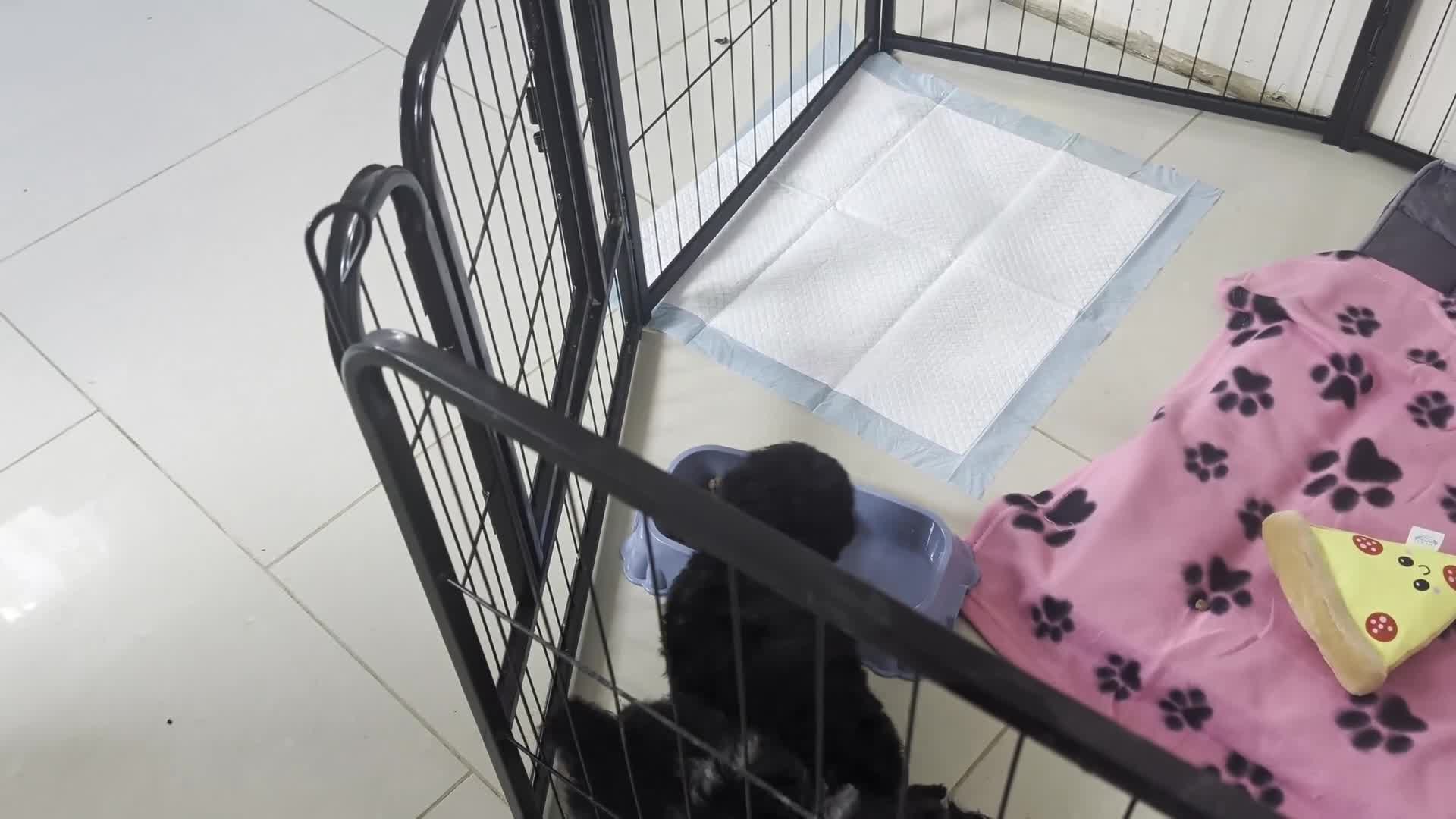 Cockapoo dogs for sale: cockerpoo girl pup's  - Video 2