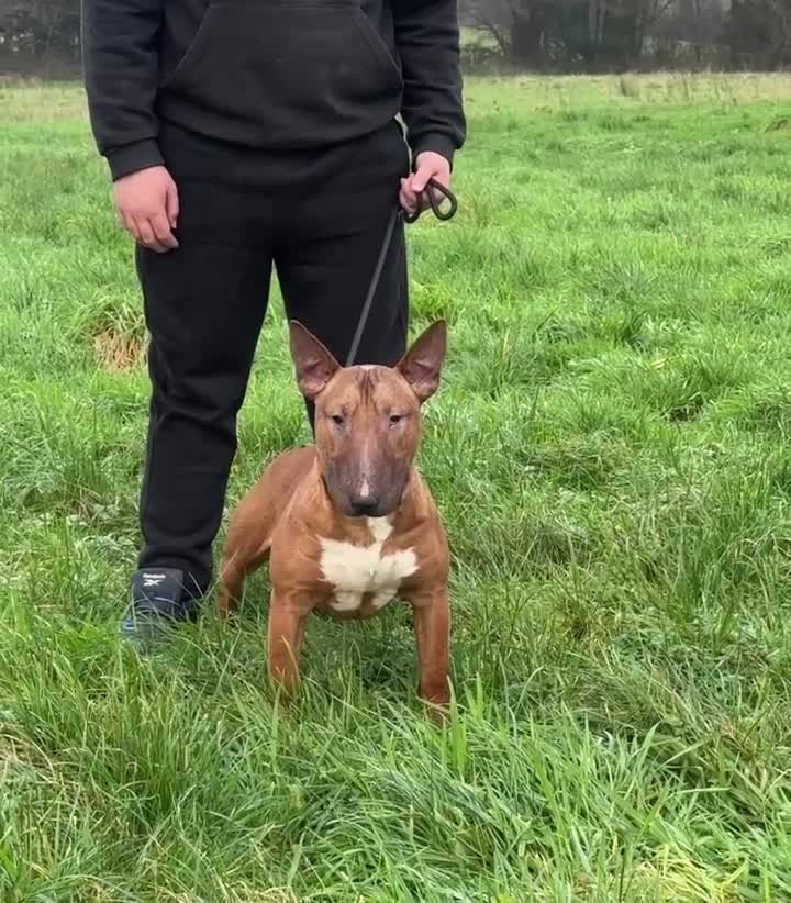 English Bull Terrier dogs for sale: Red kc male English bull terrier for sale  - Video 1