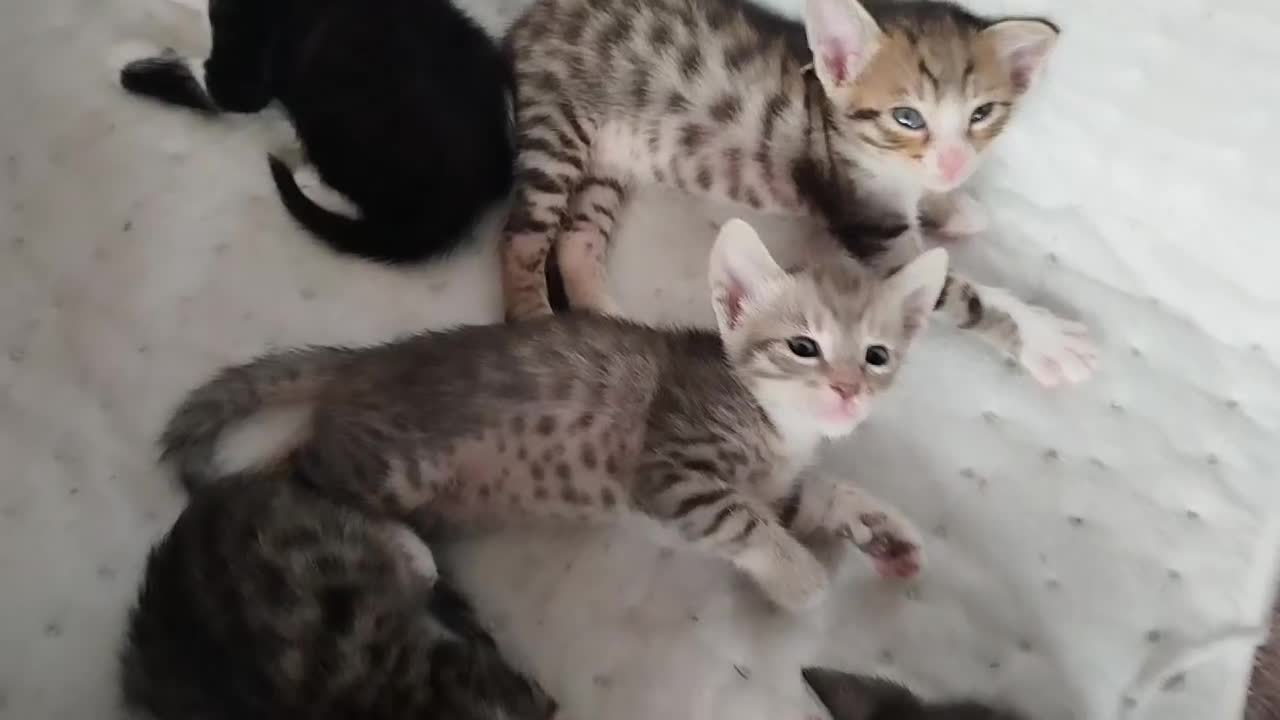 Savannah cats for sale: Playful Savannah F5 Mix Kittens for Loving Homes - Video 3