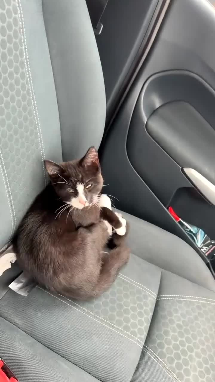 Mixed Breed cats for sale: Black and white kitten for sale  - Video 2