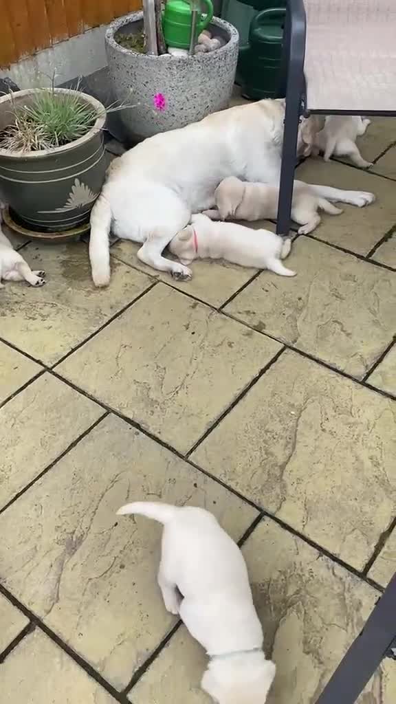 Labrador Retriever dogs for sale: Beautiful litter of Pedigree Yellow Labrador   - Video 4