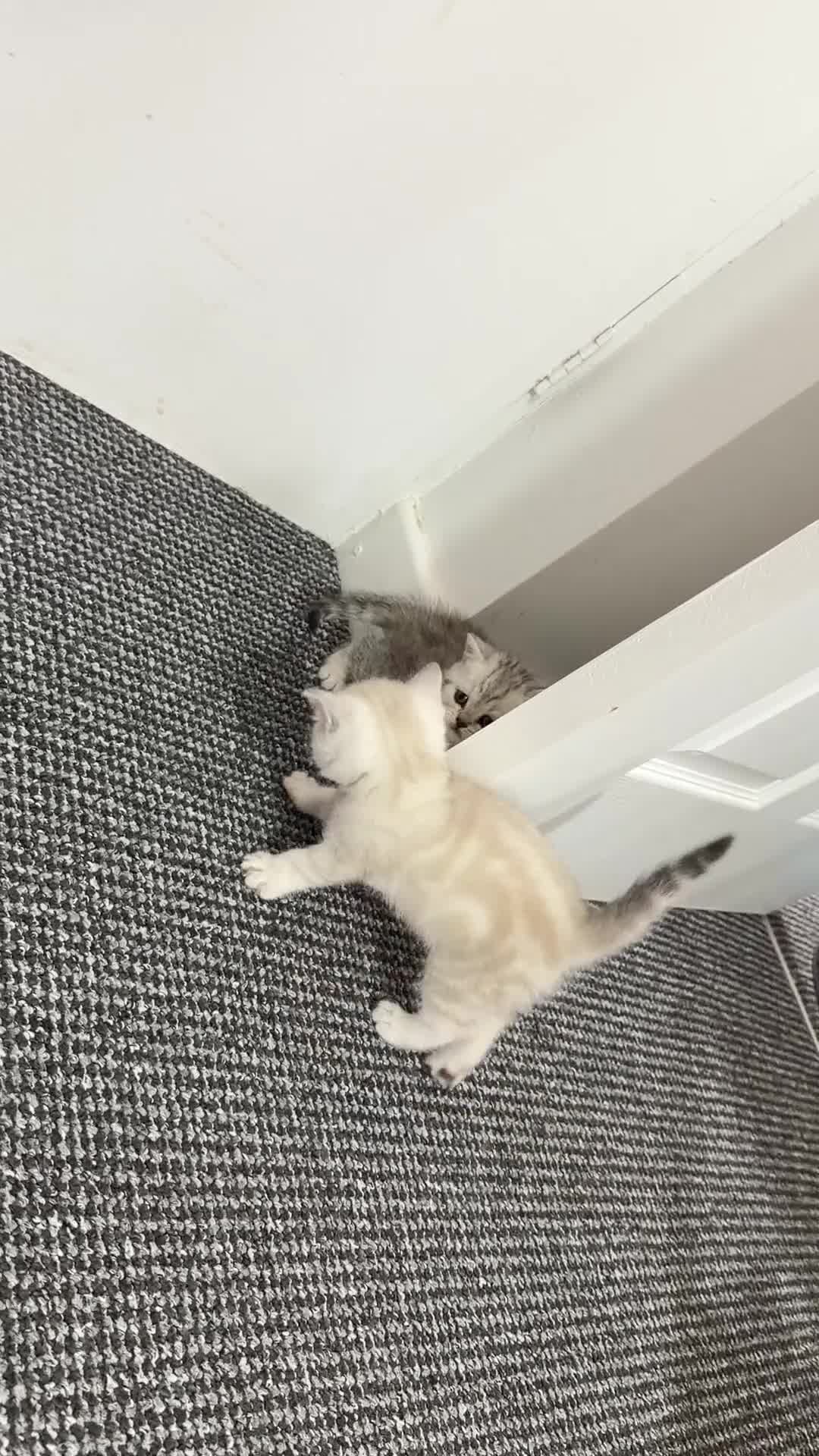 British Shorthair cats for sale: BSH Kittens - GCCF Registration Included - Video 2