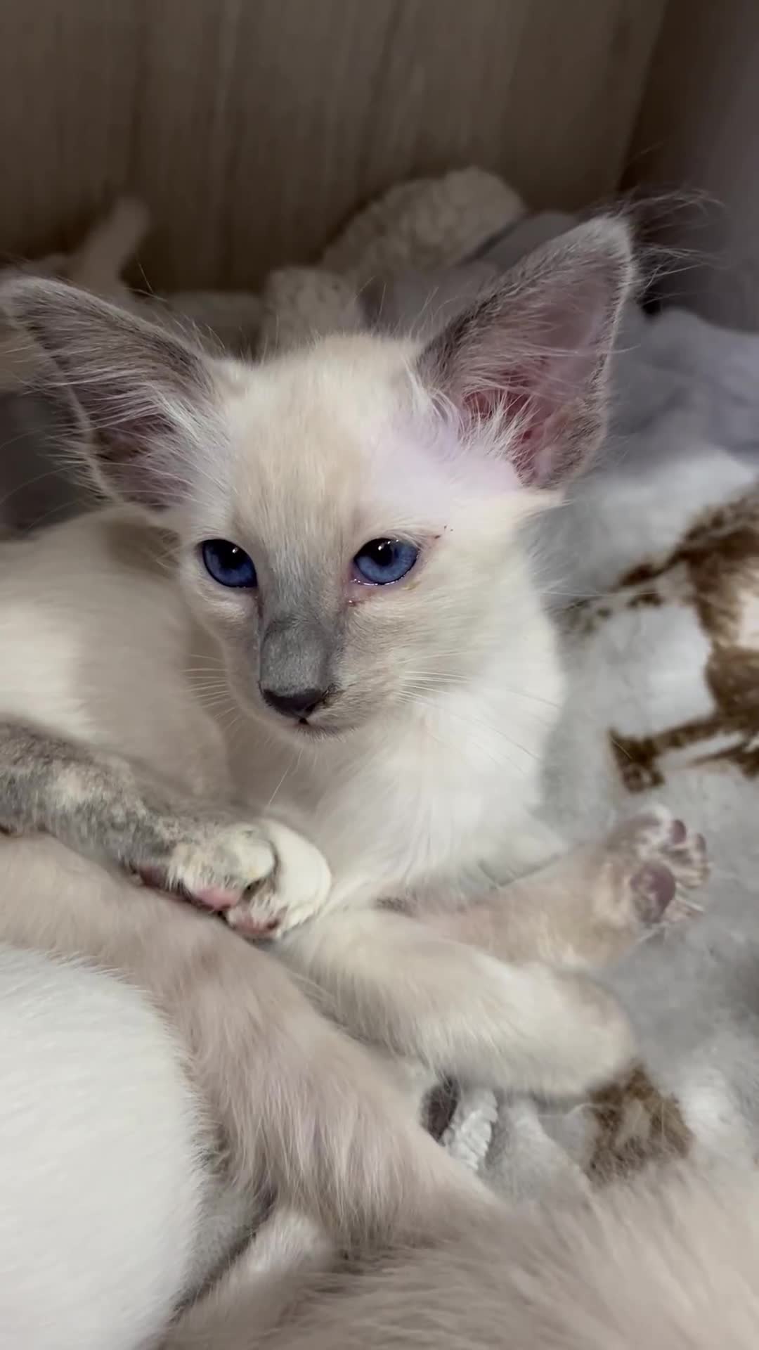 Balinese cats for sale: Lovely Bali Kittens  - Video 2