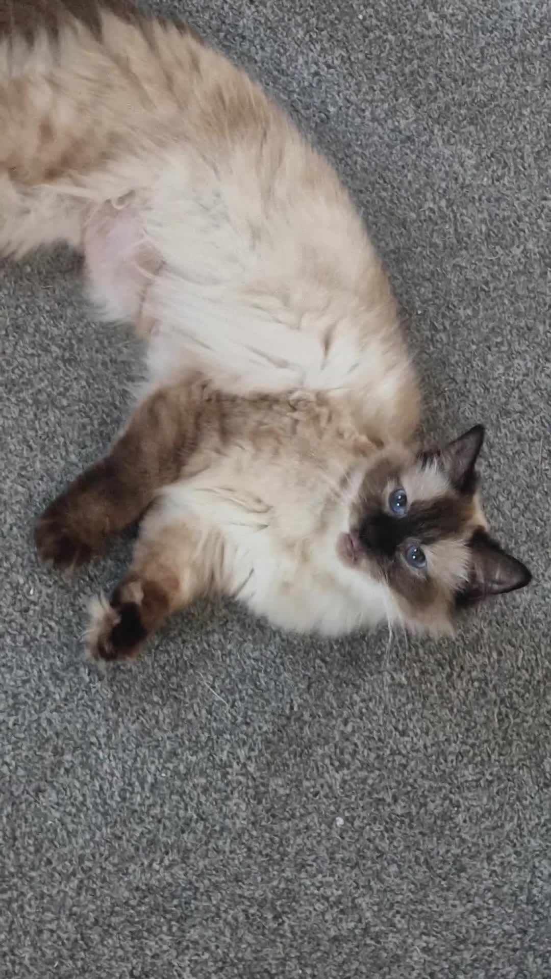Ragdoll cats for sale: Ragdoll kittens in Porth - Video 4