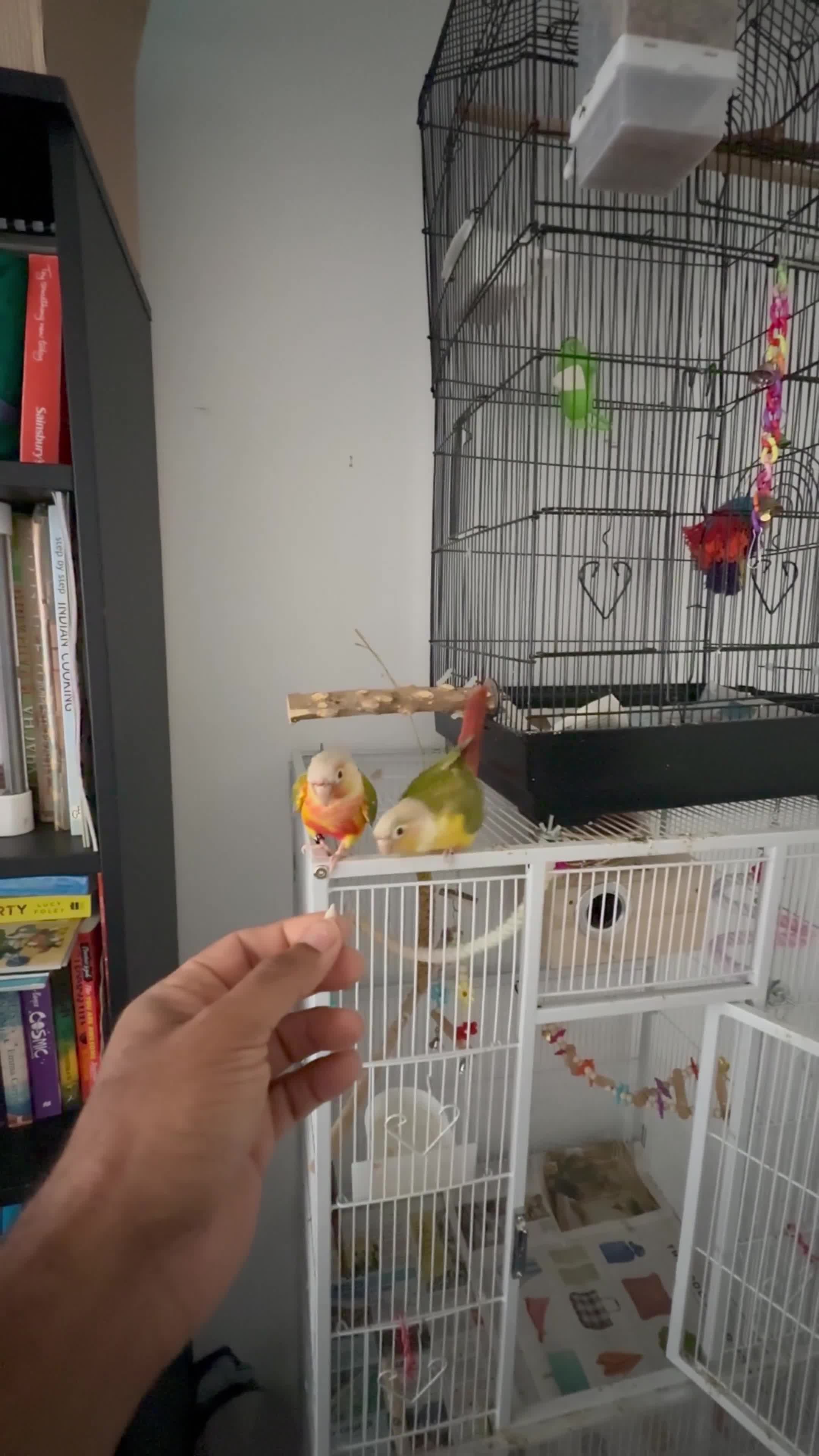 Conures birds for sale: 🦜 Two Beautiful Pineapple Conure  🦜 - Video 1