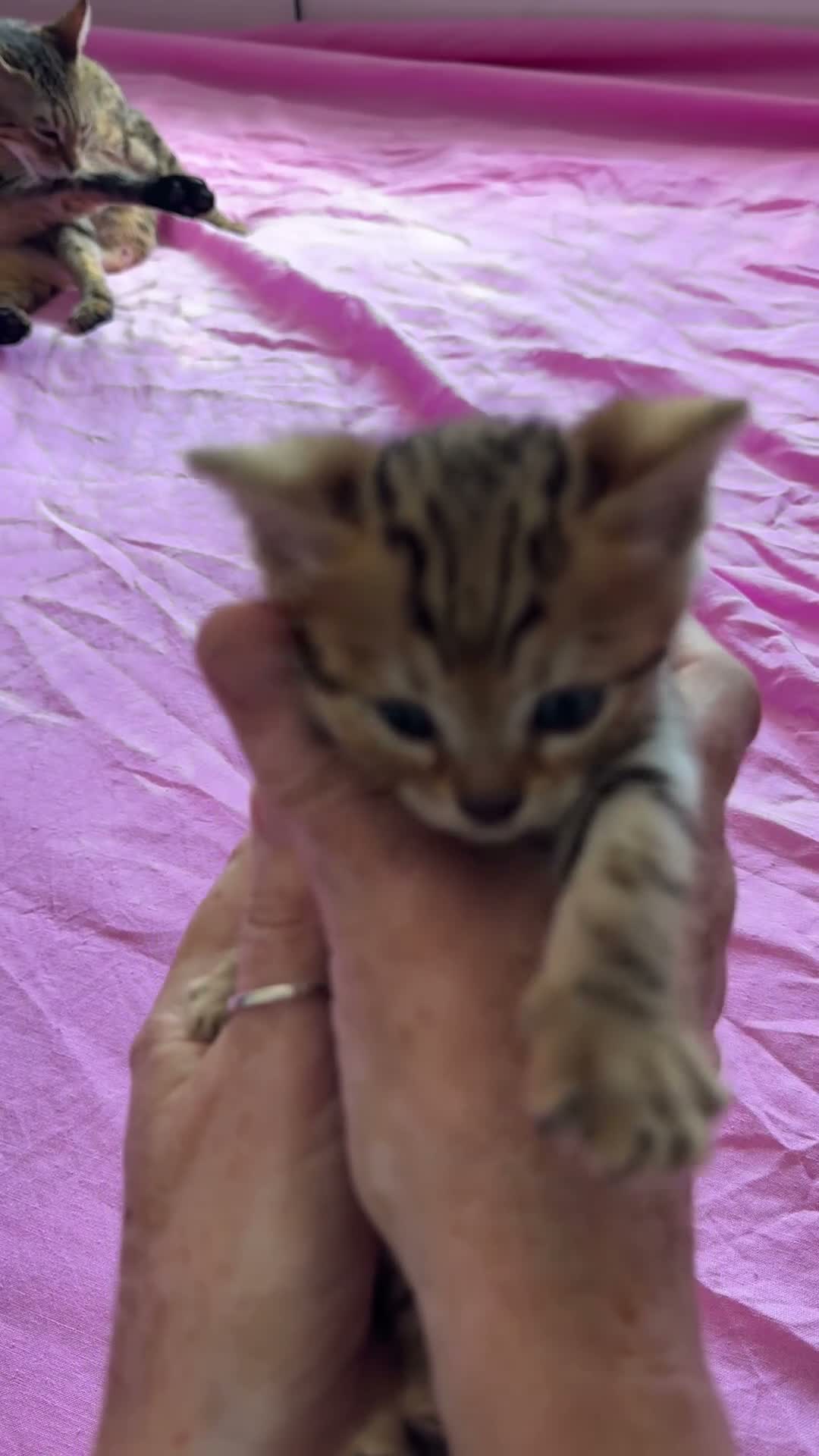 Bengal cats for sale: Really stunning bengal litter  - Video 3