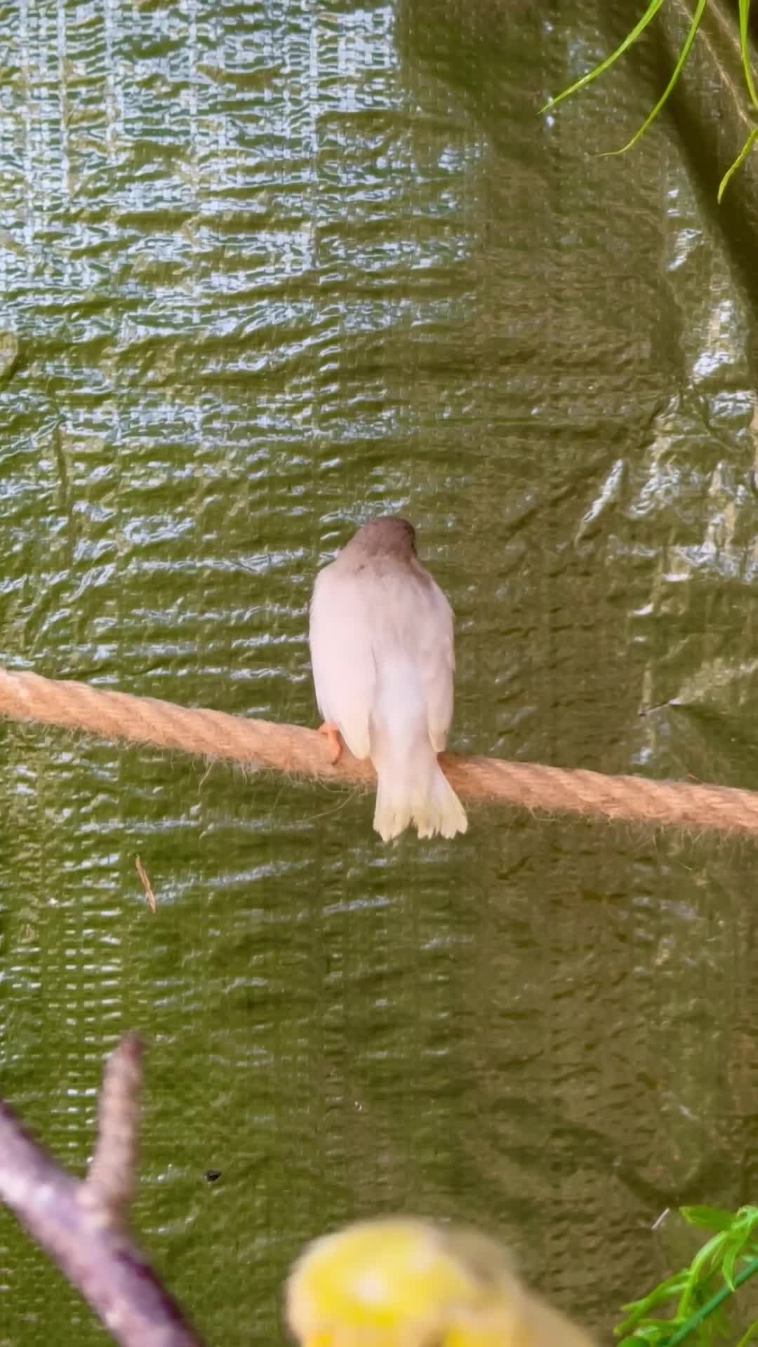 Finches birds for sale: Baby Zebra Finch!!  - Video 1