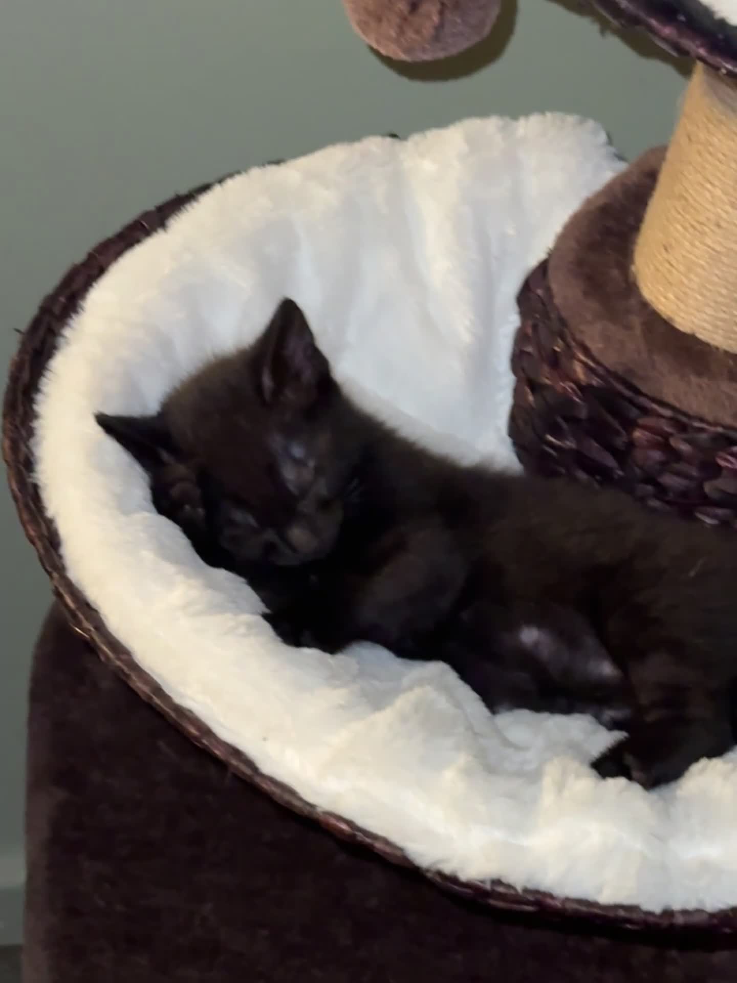 British Shorthair cats for sale: 2 beautiful boys for sale  - Video 1