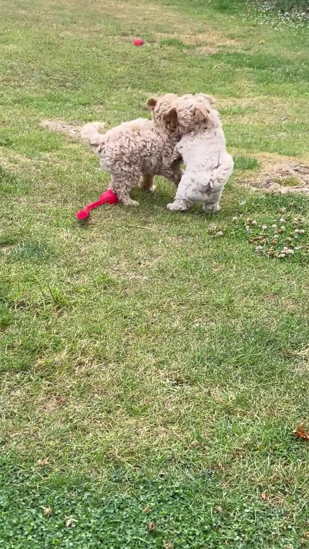 Maltipoo dogs for sale: Maltipoo - Video 1