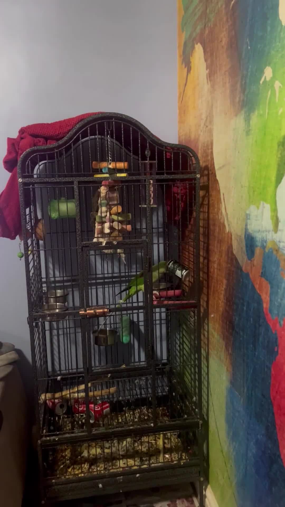 British Shorthair cats for sale: Beautiful ginger cat for sale  in London - Video 1