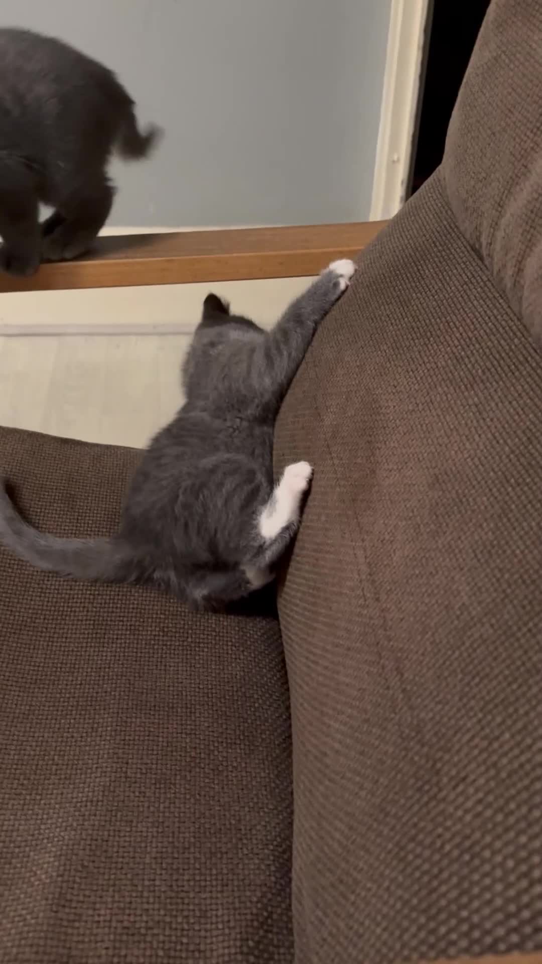 British Shorthair cats for sale: Kitten -Girl  - Video 1