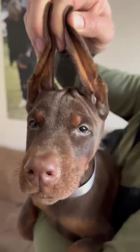 Dobermann dogs for sale: Dobermann pup (KC Registered Exceptional Parents) - Video 4