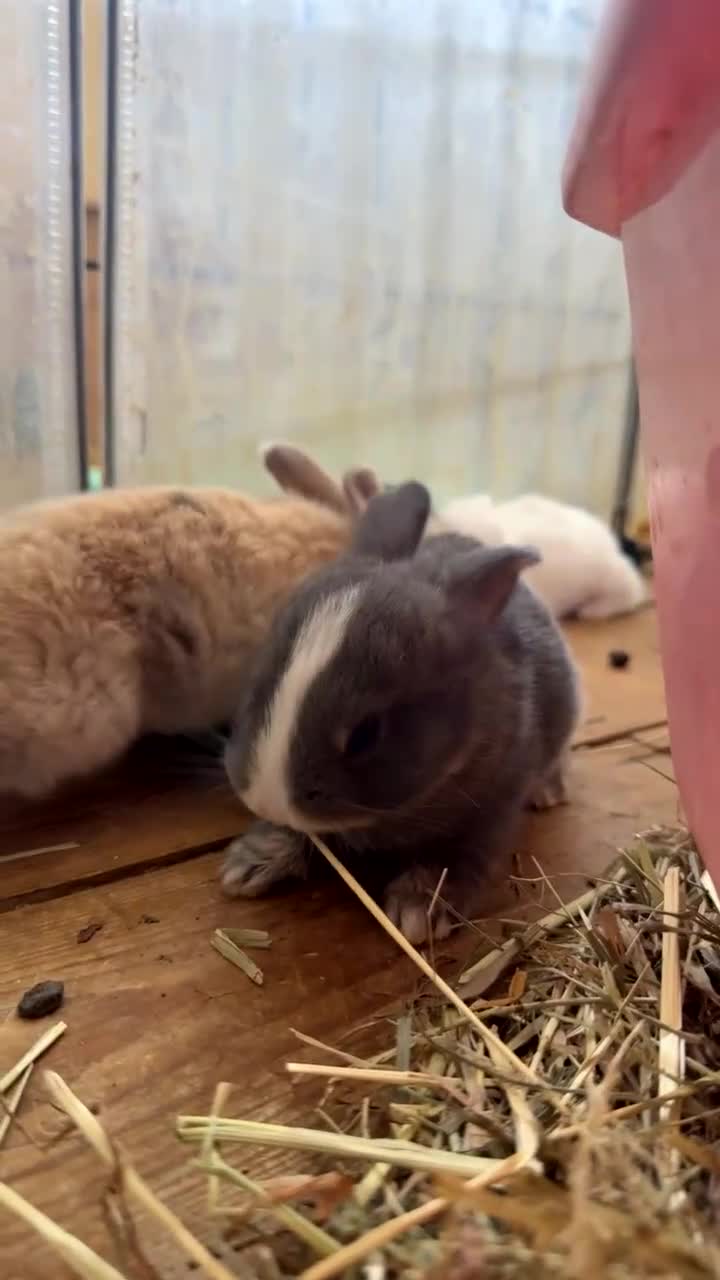 Mixed Breed rabbits for sale: Cross breed English Lop x Blue Vienna in Romford - Video 2