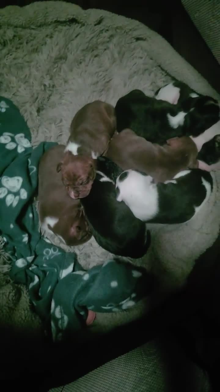 Mixed Breed dogs for sale:  Bully puppies  in Coventry - Video 3