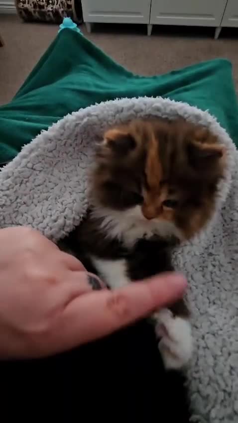 Persian cats for sale: Rare Brown Calico Persian Kitten - Video 5