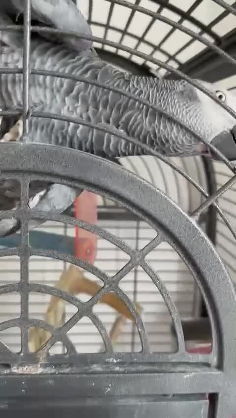 Parrots birds for sale: Louie the African Grey in Cheltenham - Video 1