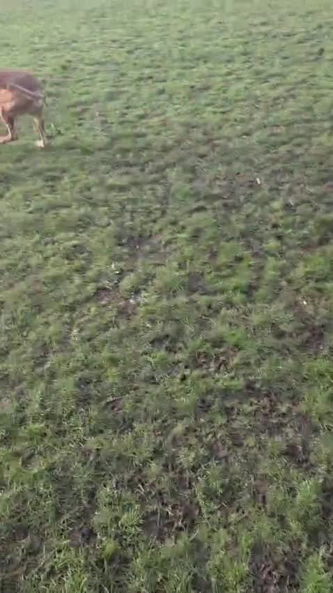 Mixed Breed dogs for sale: 🐾 Rottweiler x Belgian Malinois Puppies  - Video 3