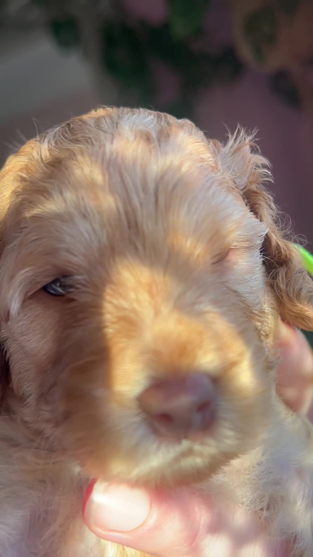 Cockapoo dogs for sale: 5 Stunning Cockapoo girls 💖 - Video 5