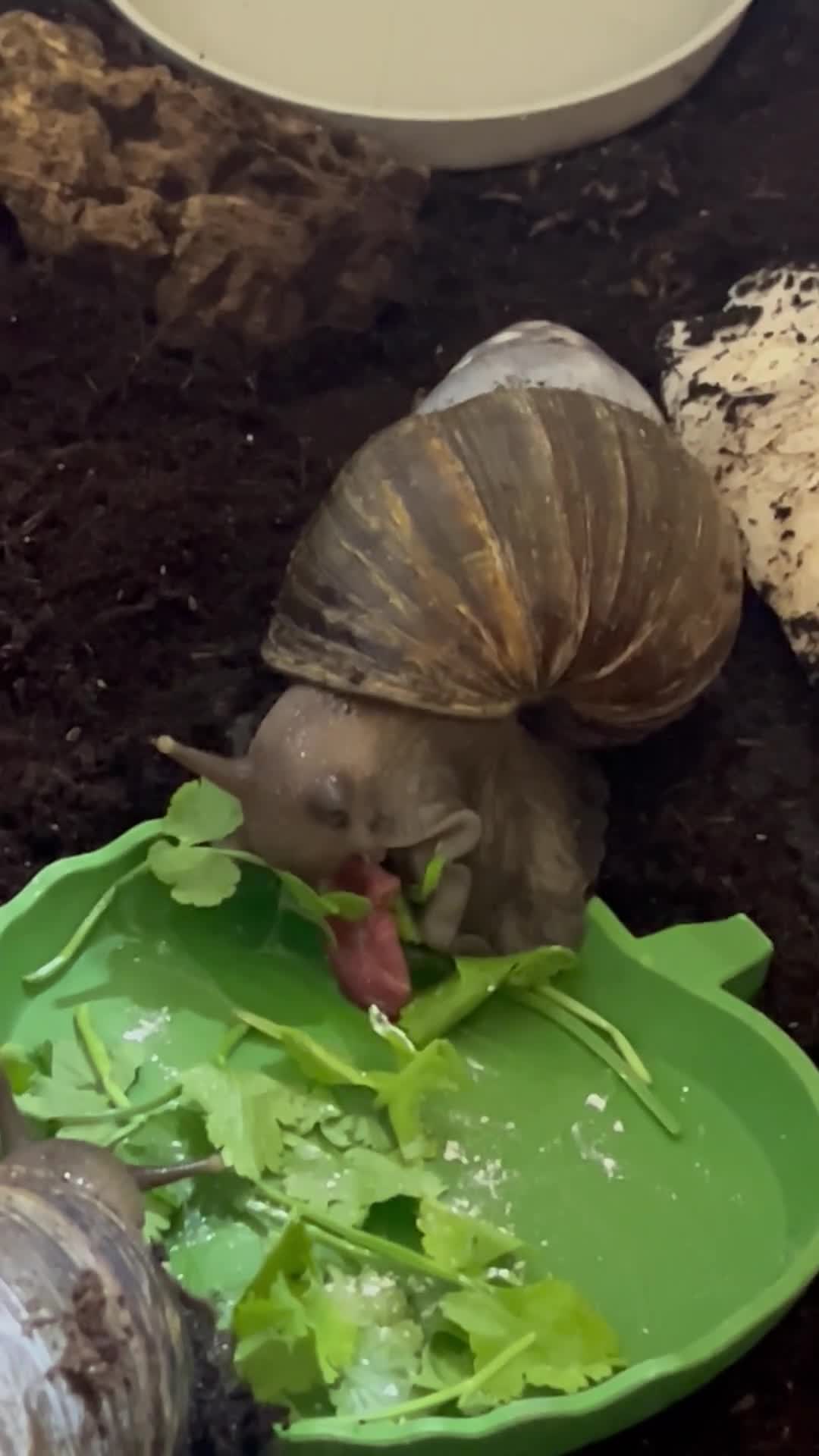 Snails invertebrates for sale: 2 lovely Giant African Land Snails with everything - Video 1
