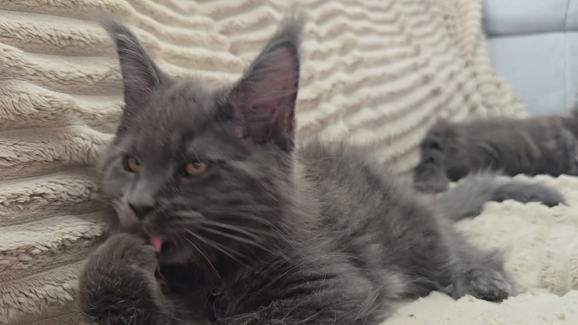 Maine Coon cats for sale: Blue Maine Coon tica registered  - Video 1
