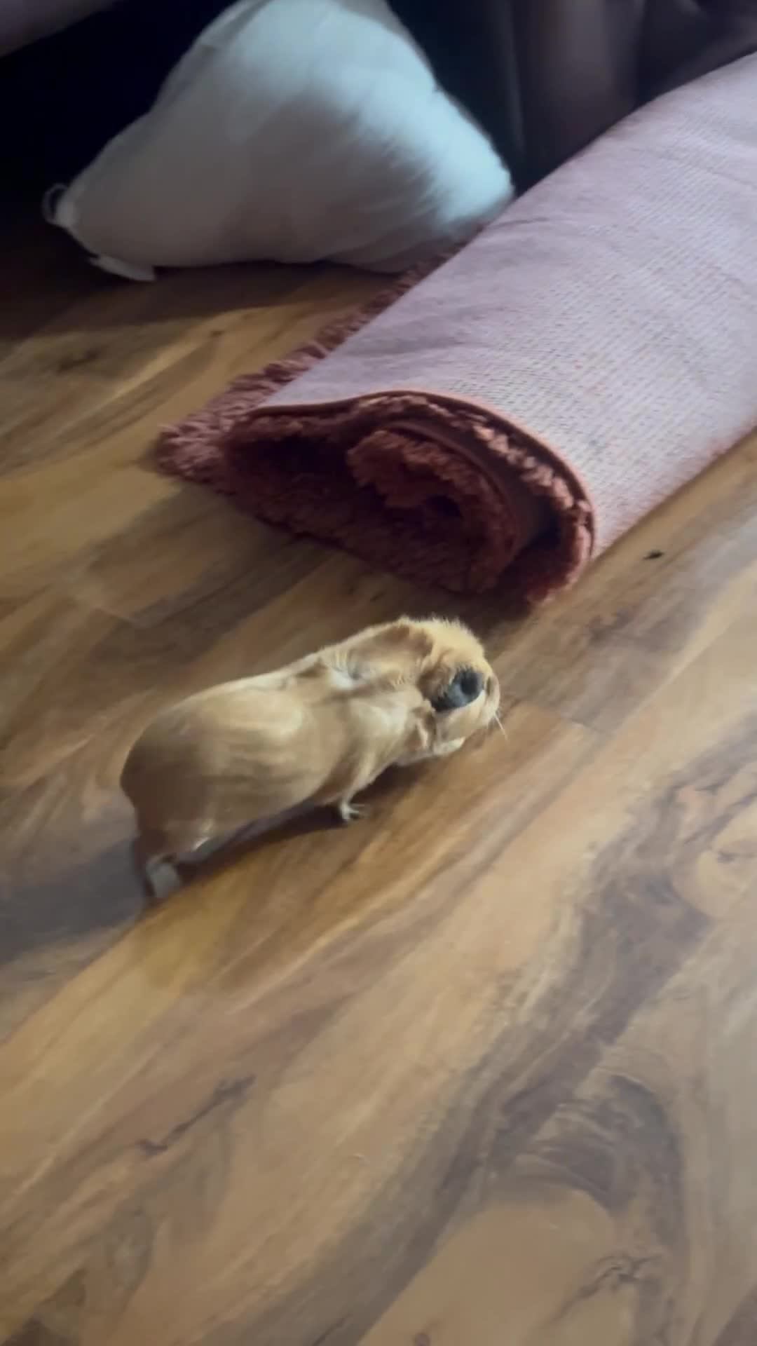 Guinea Pig rodents for sale: guinea pig sisters Honey & Maple in London - Video 1