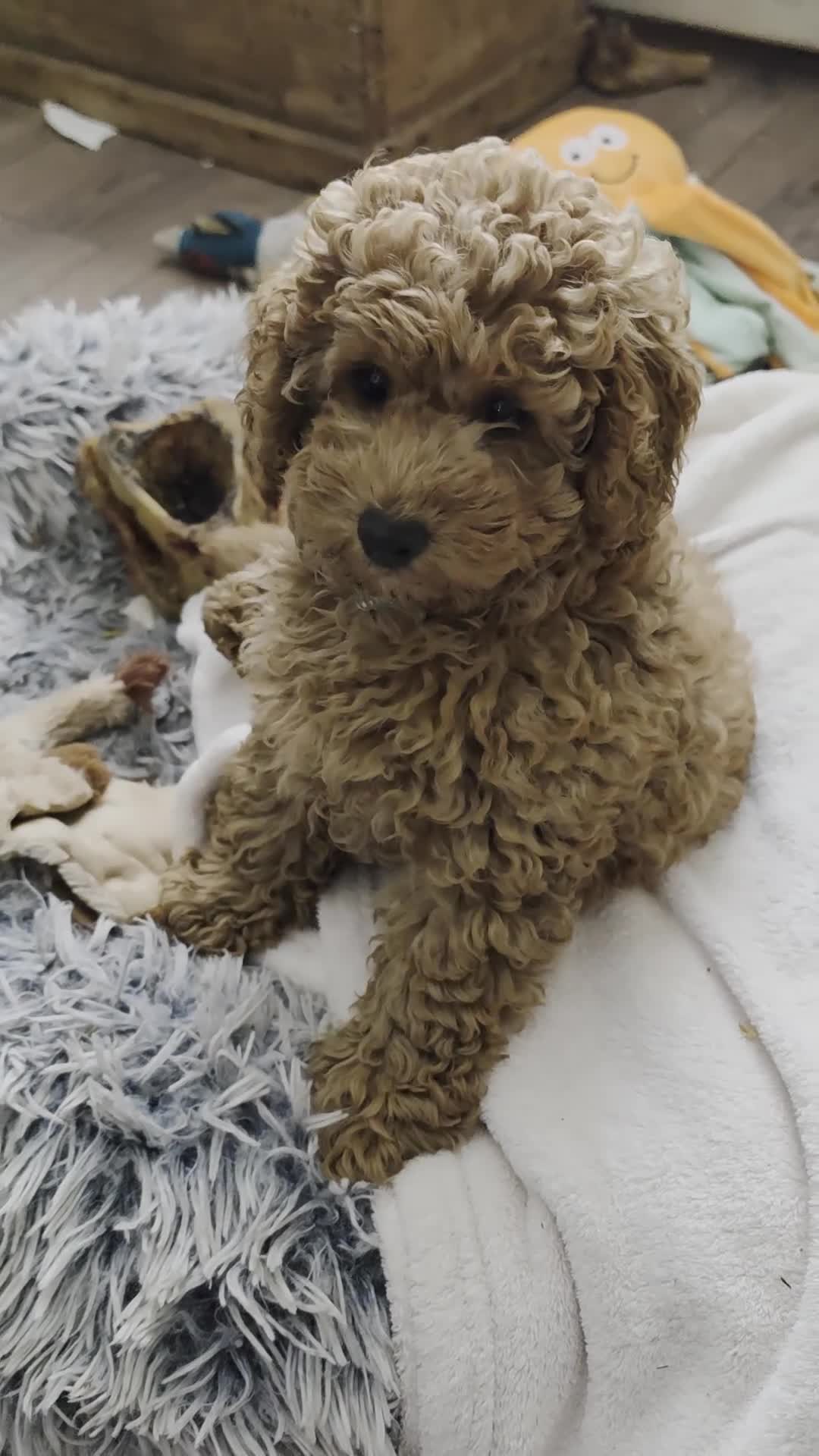 Toy Poodle dogs for sale: Fox red KC reg toy poodle 10 weks - Video 2