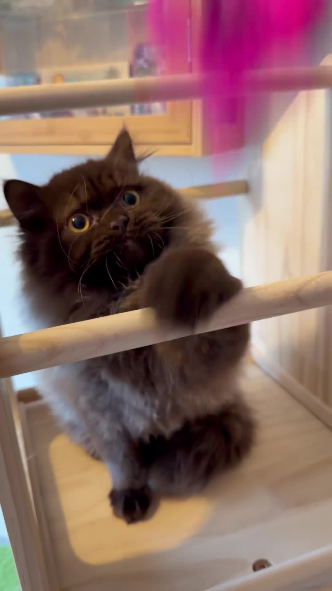 British Longhair cats for sale: Chocolate BLH boys TICA registration  - Video 1