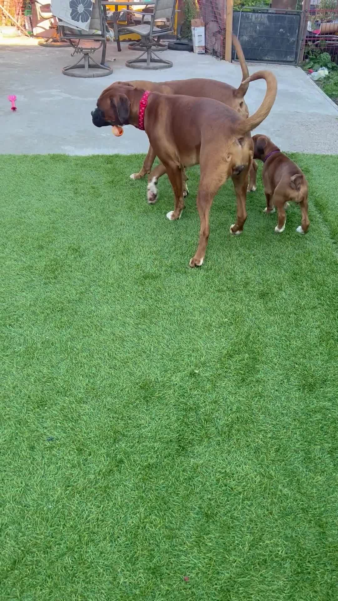 Boxer dogs for sale: 18Month Female Boxer Looking for Her Forever Home  - Video 2